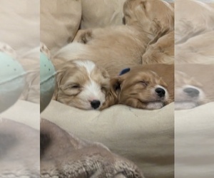 Cocker Spaniel-Labradoodle Mix Dog Breeder near FREDERICKSBURG, VA, USA