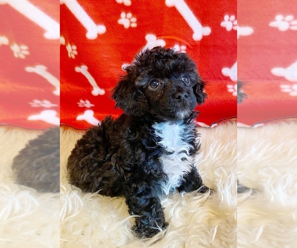 Medium Photo #1  Breeder Profile in NIOTA, TN, USA
