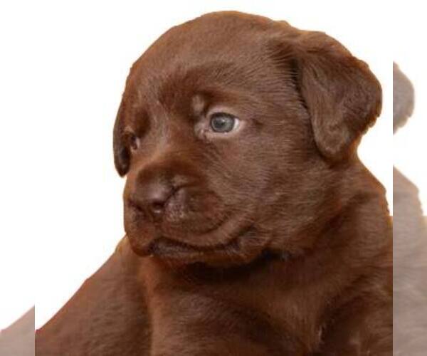 Medium Photo #1  Breeder Profile in MILLTOWN, IN, USA