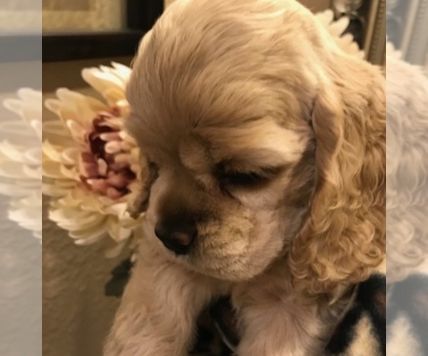 Medium Photo #1  Breeder Profile in ACEQUIA, ID, USA