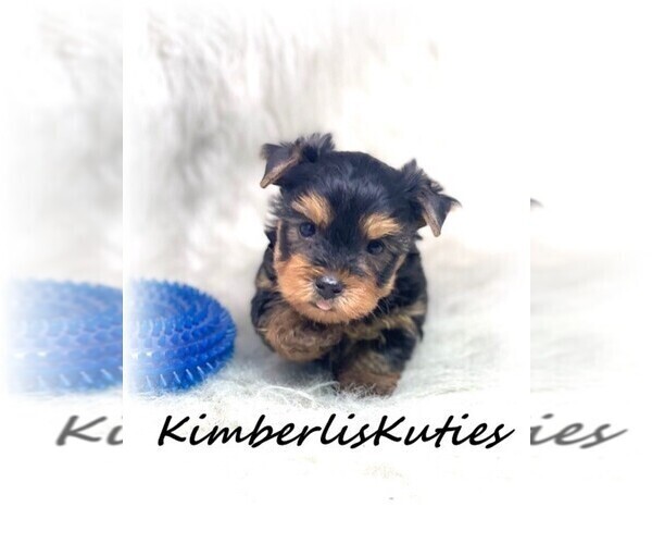 Medium Photo #4  Breeder Profile in LIPAN, TX, USA