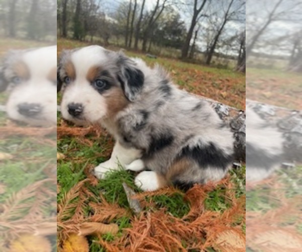 Medium Photo #3  Breeder Profile in WILLS POINT, TX, USA