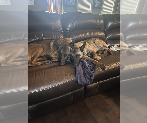 Medium Photo #3  Breeder Profile in ATHENS, AL, USA