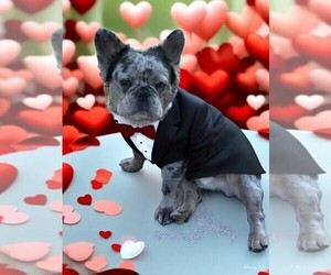 French Bulldog Dog Breeder near ALMO, KY, USA