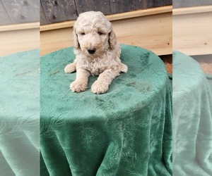 Medium Breeder Profile Photo