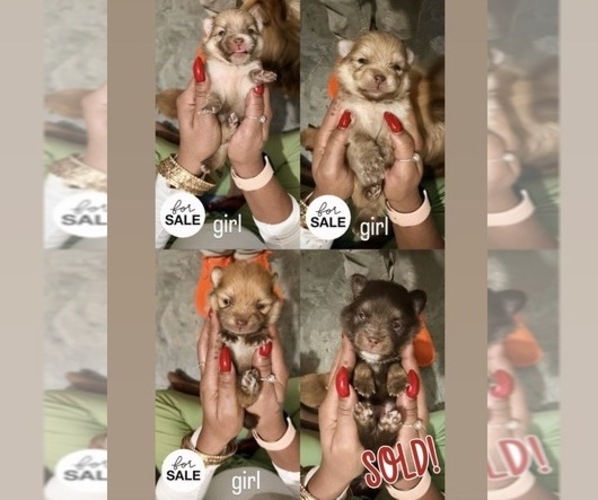 Medium Photo #1  Breeder Profile in BRONX, NY, USA