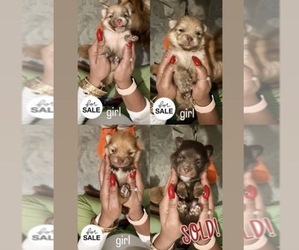 Medium Breeder Profile Photo