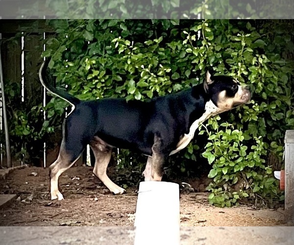 Medium Photo #25  Breeder Profile in FORT MITCHELL, AL, USA