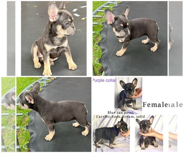 Medium Photo #3  Breeder Profile in ROCKWALL, TX, USA
