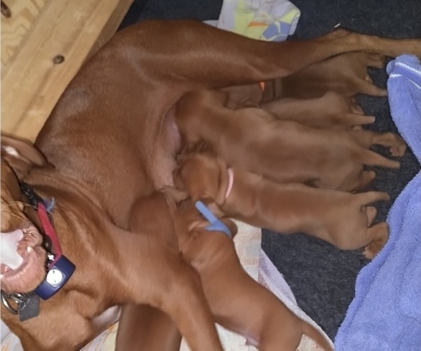 Medium Photo #7  Breeder Profile in ALPINE, TX, USA