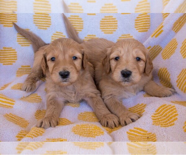 Medium Photo #1  Breeder Profile in MARICOPA, AZ, USA