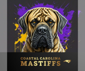 Mastiff Dog Breeder near AYDEN, NC, USA