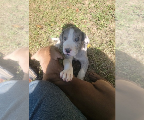 Medium Photo #16  Breeder Profile in HARDINSBURG, IN, USA