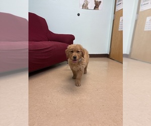 Golden Retriever Dog Breeder near DAVENPORT, FL, USA