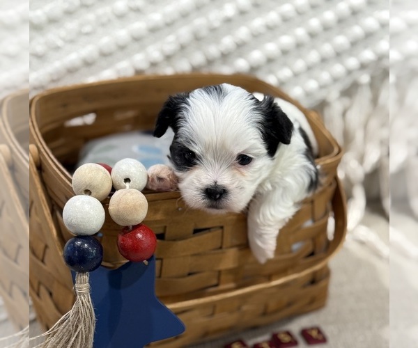Medium Photo #4  Breeder Profile in HTFD, CT, USA