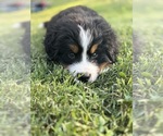 Small #7 Breeder Profile image
