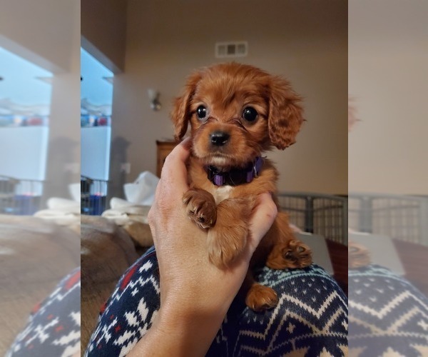Medium Photo #1  Breeder Profile in PLACENTIA, CA, USA