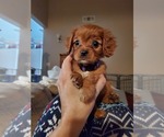 Small breeder photo