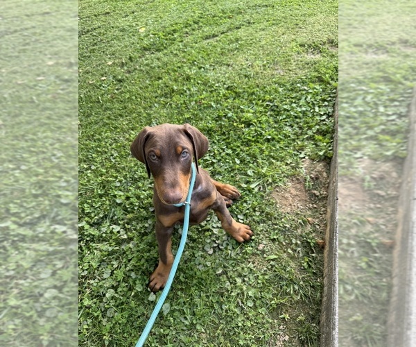 Medium Photo #3  Breeder Profile in BRIDGEPORT, WV, USA