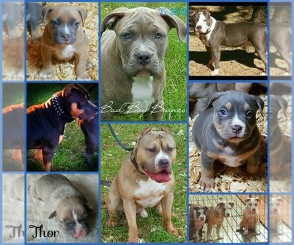Medium Photo #1  Breeder Profile in CANYON LAKE, TX, USA