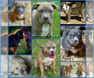 American Bully Dog Breeder near CANYON LAKE, TX, USA