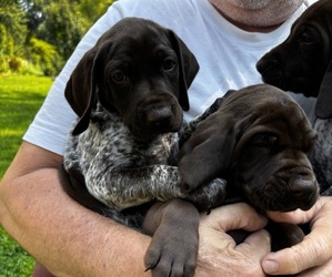 German Shorthaired Pointer Dog Breeder near BURLINGTON, WI, USA