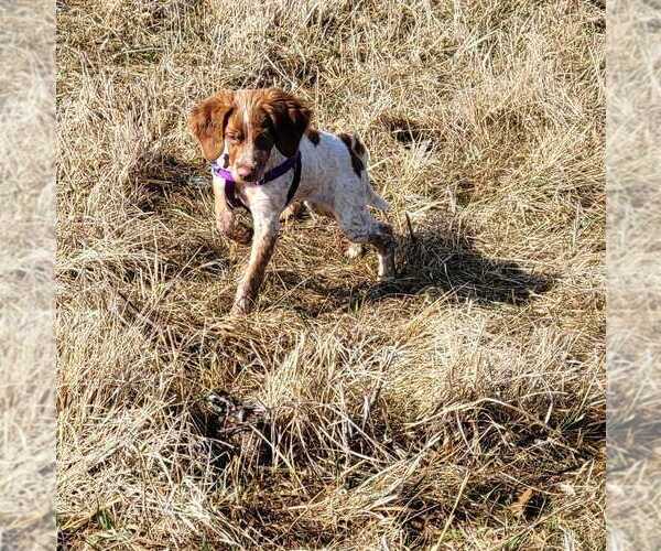 Medium Photo #152  Breeder Profile in HORTENSE, GA, USA
