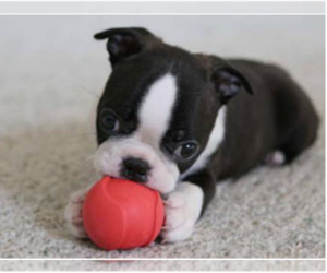 Boston Terrier Dog Breeder near BEND, OR, USA