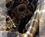 Small #6 Breeder Profile image