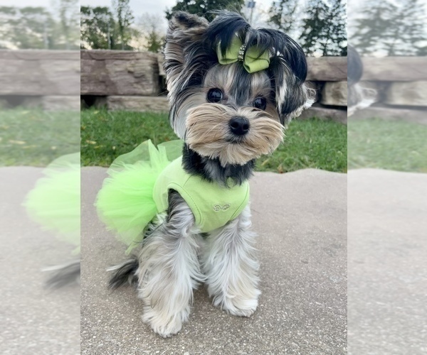 Medium Photo #8  Breeder Profile in CASSVILLE, MO, USA