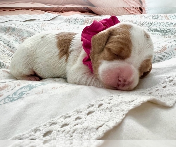 Medium Photo #1  Breeder Profile in HOLLYWOOD, FL, USA