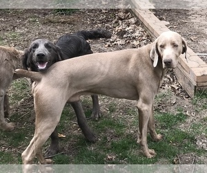 Main photo of Weimaraner Dog Breeder near HEMLOCK, MI, USA