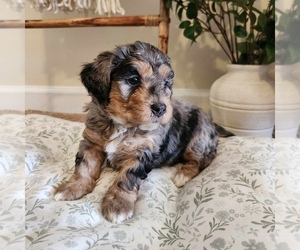 Aussiedoodle Miniature -Miniature Bernedoodle Mix Dog Breeder near CULPEPER, VA, USA