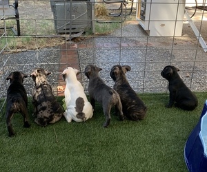 French Bulldog Dog Breeder near CARMICHAEL, CA, USA