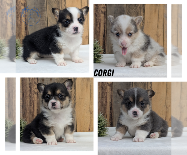 Medium Photo #10  Breeder Profile in GOSHEN, IN, USA