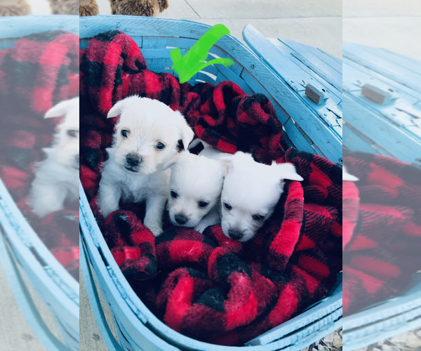 Medium Photo #32  Breeder Profile in FARMINGTON, MN, USA