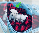 Small #31 Breeder Profile image
