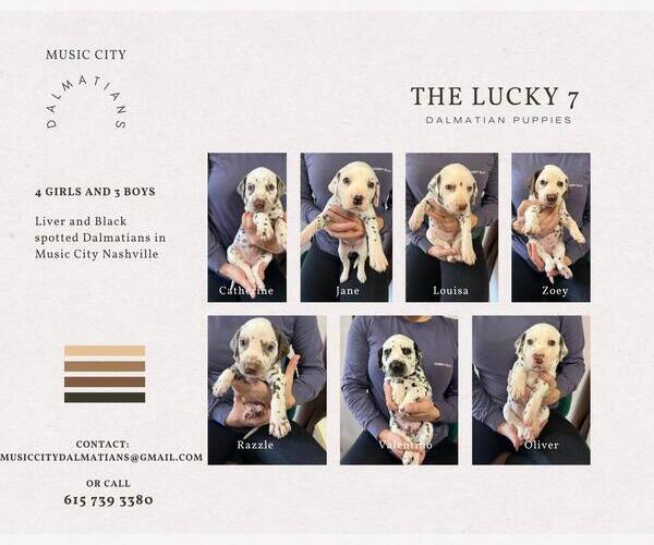 Medium Photo #1  Breeder Profile in NASHVILLE, TN, USA