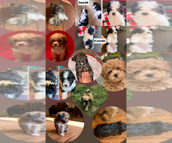 Medium Photo #1  Breeder Profile in DANVILLE, VA, USA