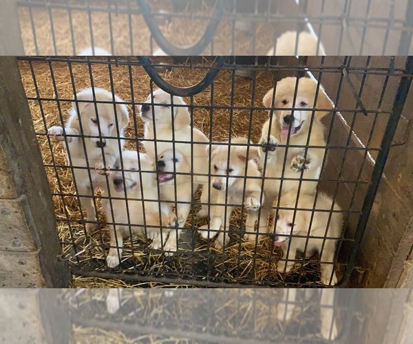 Medium Photo #1  Breeder Profile in COATESVILLE, PA, USA
