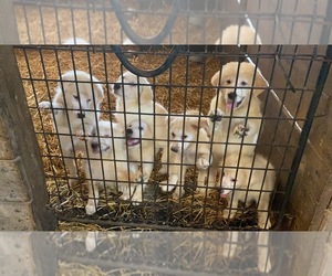 Great Pyrenees Dog Breeder in COATESVILLE,  USA