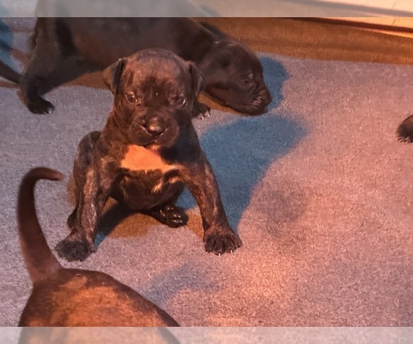 Medium Photo #5  Breeder Profile in SUMMERVILLE, SC, USA