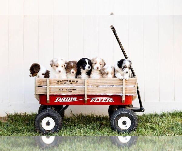 Medium Photo #1  Breeder Profile in PRAIRIE GROVE, AR, USA