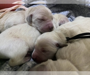 Golden Retriever Dog Breeder near LEHIGH ACRES, FL, USA