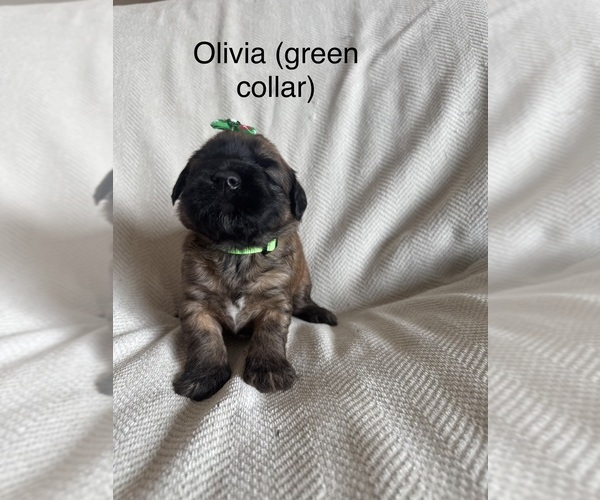 Medium Photo #9  Breeder Profile in PHOENIX, AZ, USA