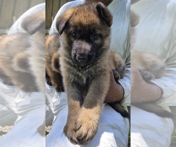 Medium Photo #2  Breeder Profile in MISSOURI CITY, TX, USA