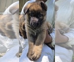 Small #1 Breeder Profile image