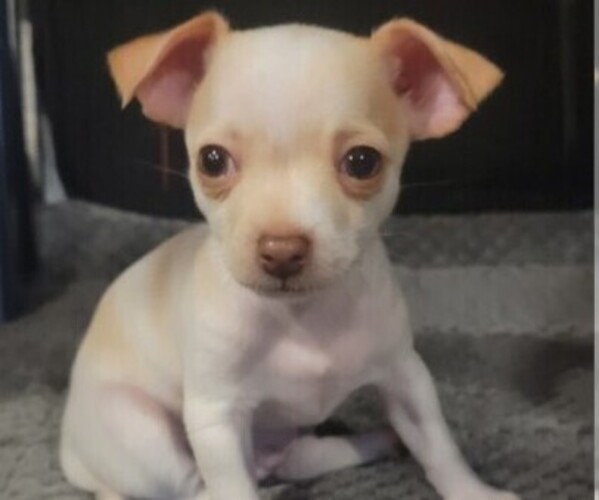 Medium Photo #10  Breeder Profile in ISLETON, CA, USA