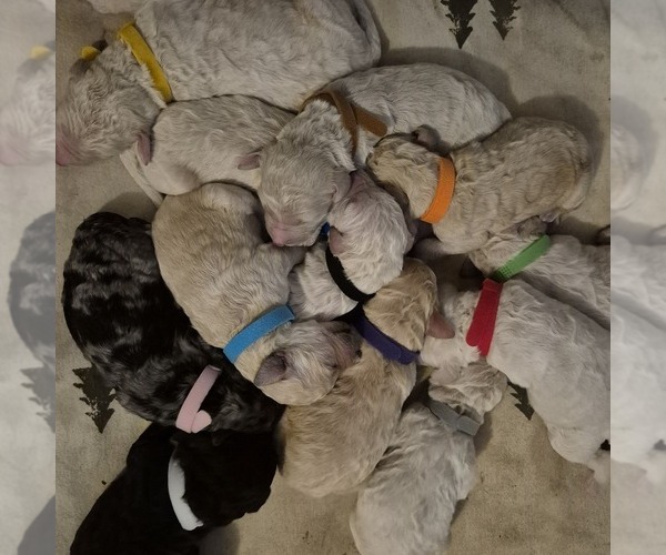 Medium Photo #1  Breeder Profile in BAKERSFIELD, CA, USA