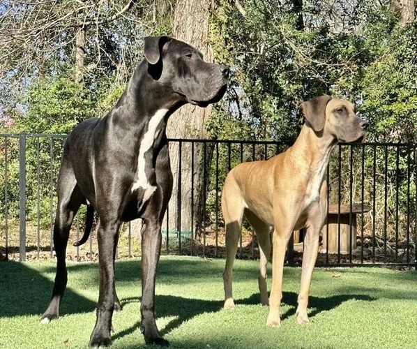 Medium Photo #1  Breeder Profile in CONROE, TX, USA